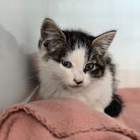 BERLINA, chatte à adopter