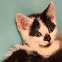 CASSI, chatte à adopter