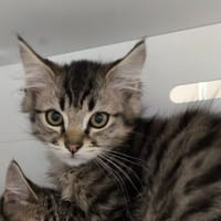 BILBO, chat à adopter