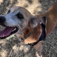 CRUZ, chien à adopter