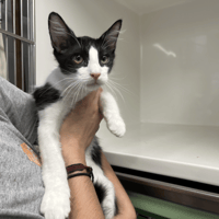 BOULE, chat à adopter