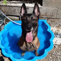 Daisy, chienne à adopter