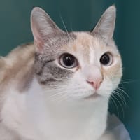 Wendy, chatte à adopter