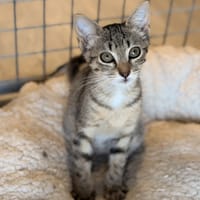 CRACHOUILLE, chat à adopter