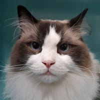 Ulyne, chatte à adopter