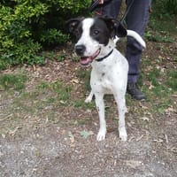 AROS réservé, chien à adopter