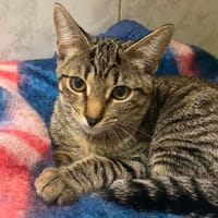 PANINI, chatte à adopter