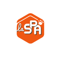 Ambre, chatte à adopter
