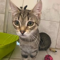 PIZZA, chatte à adopter