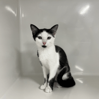 CABRIOLE, chatte à adopter