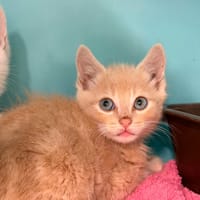PORTHOS, chat à adopter