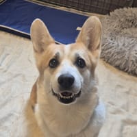 CIRILLA, chienne à adopter