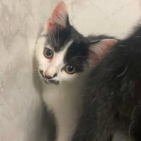 AZIA, chatte à adopter