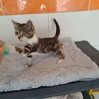 ODINE, chatte à adopter