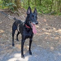 mirka, chienne à adopter