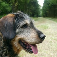 MAX, chien à adopter