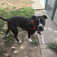 ELVI, chienne à adopter