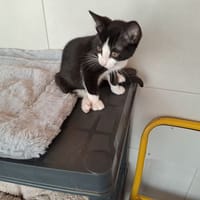 BISCOTTE, chatte à adopter