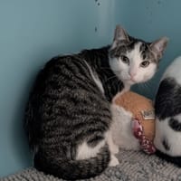BUZZ, chat à adopter