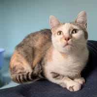 MALINE, chatte à adopter