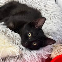 SASSY, chatte à adopter