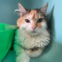 HOPE, chatte à adopter