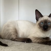 Barbidou, chat à adopter