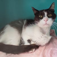 FIFI C, chat à adopter