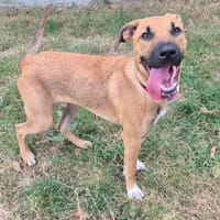 BEN QCN, chien à adopter