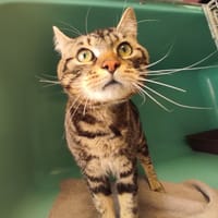 URBAN C, chat à adopter