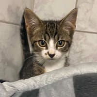 JEANO, chat à adopter