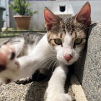 TWINKY, chat à adopter