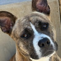 Tayra, chienne à adopter
