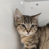 BILBA, chatte à adopter