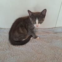 BLUE, chat à adopter