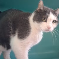 MISTIGRI C, chat à adopter