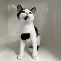 BREAK, chat à adopter