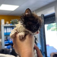 KICK, chat à adopter