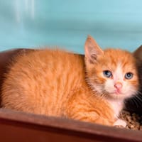 ARAMIS, chat à adopter