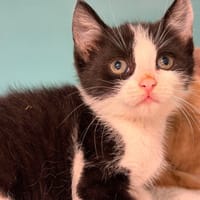 ATHOS, chat à adopter