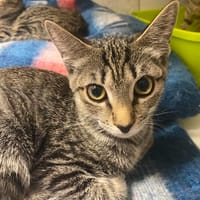 PASTA, chatte à adopter