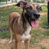Zelie, chienne à adopter