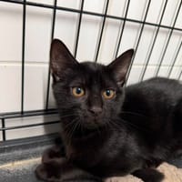 SALEM, chat à adopter