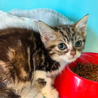 FANTA, chatte à adopter
