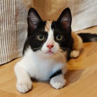 BLIZZI, chatte à adopter