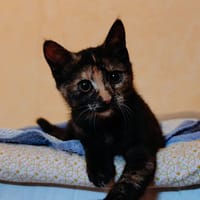 BOH, chatte à adopter