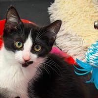 STARK, chat à adopter