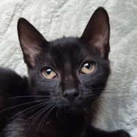 Bowinne, chatte à adopter