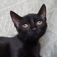 Bowinne, chatte à adopter