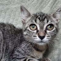 Berceuse, chatte à adopter